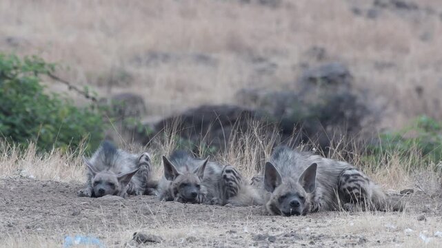 Striped Hyenas resting in dry grasslands of Bhigwan, Maharashtra, India