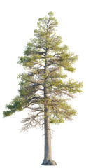 Pinus_contorta tree, front view, cutout, transparent, isolate, Majestic pine tree stands tall with vibrant green foliage and textured bark