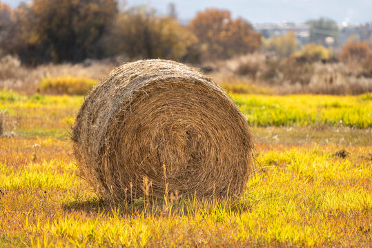 A large round hay bale sits in a golden field surrounded by autumn trees with vibrant yellow and orange foliage. The warm sunlight highlights the texture of the hay and the peaceful rural landscape. - Powered by Adobe