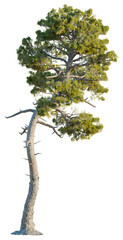 Pinus muricata tree, front view, cutout, transparent, isolate, Majestic ancient pine tree with weathered bark and lush green foliage