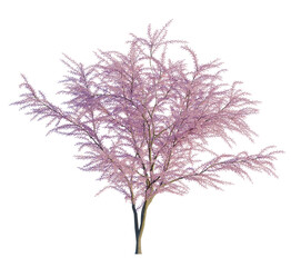 Obraz premium Tamarix gallica tree, front view, cutout, transparent, isolate, Delicate pink flowering tree blossoms gently sway in a soft breeze