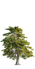 Pinus heldreichii tree, front view, cutout, transparent, isolate, Majestic old pine tree with textured bark and vibrant green foliage