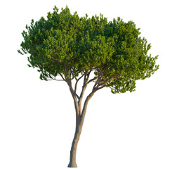 Obraz premium Pinus pinea tree, front view, cutout, transparent, isolate, Vibrant green tree with textured bark, ready for natural scene compositions