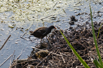 bird in the water