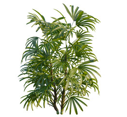Obraz premium Rhapis excelsa tree, front view, cutout, transparent, isolate, Lush green palm plant with delicate fronds brings tropical vibes indoors