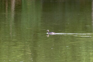 great crested grebe