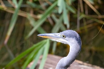 great blue heron