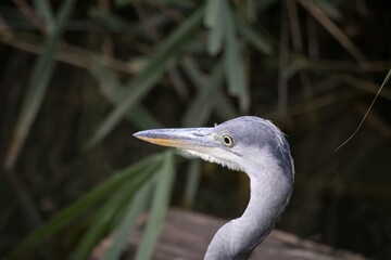 great blue heron