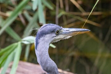 great blue heron