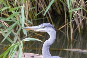 great blue heron