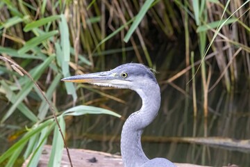 great blue heron