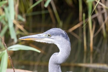 great blue heron