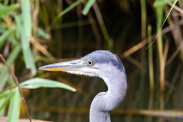 great blue heron