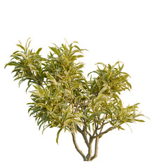Dracaena reflexa variegata tree, front view, cutout, transparent, isolate, Stunning dracaena plant adding fresh vibrant greenery to any space easily