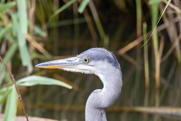 great blue heron