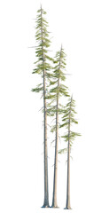 Abies concolor tree, front view, cutout, transparent, isolate, Majestic fir trees reach for the sky, adding natural beauty to any project