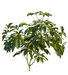 Obraz premium Heptapleurum heptaphyllum tree, front view, cutout, transparent, isolate, Vibrant green umbrella tree with lush foliage perfect for design