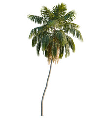 Howea forsteriana tree, front view, cutout, transparent, isolate, Lush green palm tree with flowing fronds offers tropical elegance