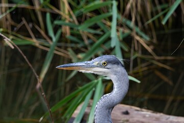 great blue heron