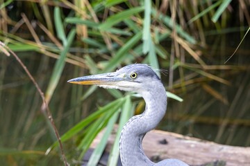 great blue heron