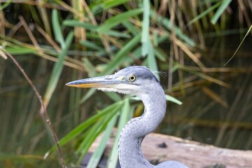 great blue heron