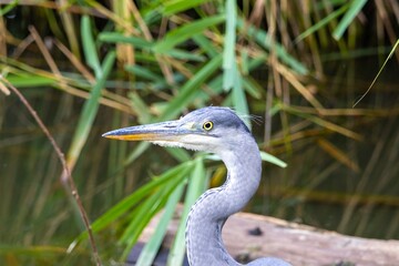 great blue heron