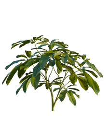 Heptapleurum heptaphyllum tree, front view, cutout, transparent, isolate, Vibrant green leaves on a lush plant in natural light