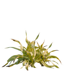 Rohdea japonica variegata tree, front view, cutout, transparent, isolate, Lush green plant with variegated leaves brings natural beauty to any design project.