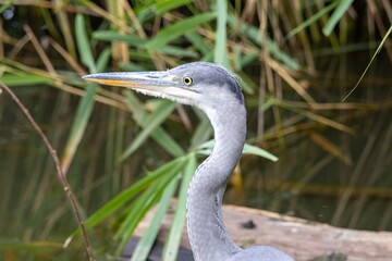 great blue heron