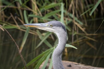 great blue heron