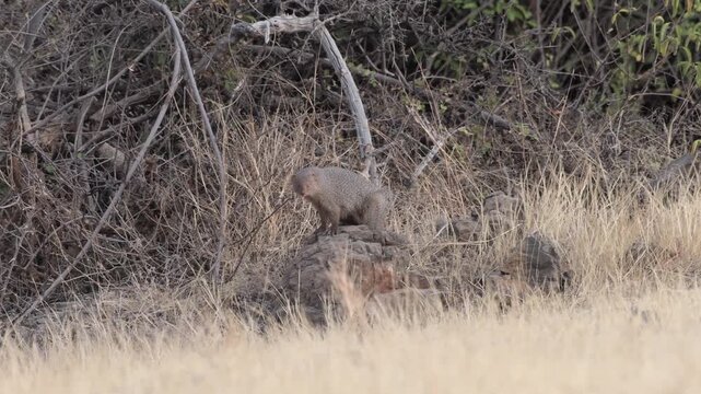 Indian Grey Mongoose perched on rock in grasslands of Bhigwan, Maharashtra, India