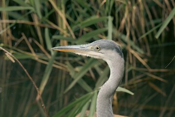 great blue heron