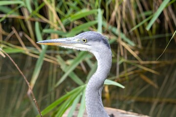 great blue heron