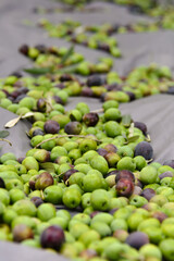 Freshly harvested green and black olives on ground tarp