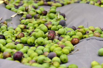 Mix of green and black olives after harvest on gray tarp