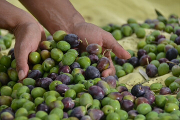 Close-up of black woman hands holding freshly harvested olives