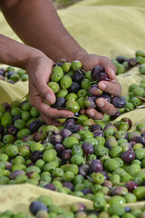 Black woman holding fresh olives in hands after harvest
