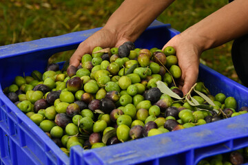Latina woman holding freshly picked olives in blue box at olive grove