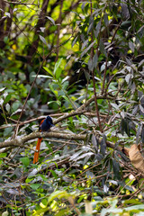 African paradise flycatcher (Terpsiphone viridis), male sitting on a branch in dense bush.
