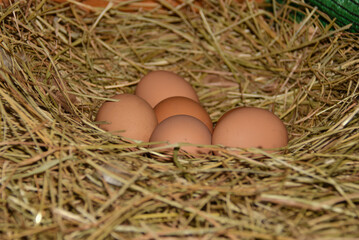 Close-up of fresh organic eggs in chicken nest on farm
