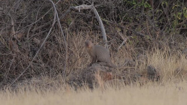 Indian Grey Mongoose perched on rock in grasslands of Bhigwan, Maharashtra, India