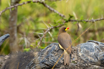 The yellow-billed oxpecker (Buphagus africanus) sitting on the horns of a buffalo.