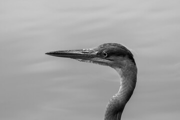 great blue heron