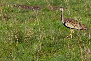 Black-bellied bustard (Lissotis melanogaster), also known as the black-bellied korhaan in the grass on the plains of the Masai Mara.
