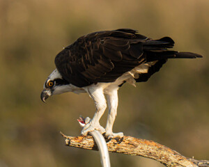 Fototapeta premium Osprey eating a needlefish on a branch
