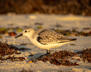 Sanderling Shorebird on a Florida Beach