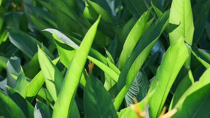 A Cinematic Close-Up of a Bird of Paradise Leaf, Backlit by Sunlight Through Gaps, Creating a Translucent Effect and Dramatic Light and Shadow (ProRes 422) - Powered by Adobe