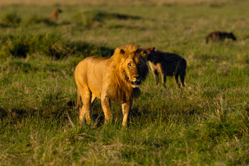 Lion (Panthera leo), East African lion walking away from prey and being followed by a clan of hyenas. Typical situation from Masai Mara reserve.