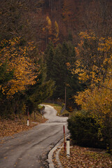 Serene country lane winding through vibrant autumn foliage and gentle light
