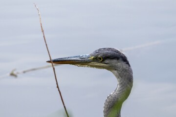 great blue heron
